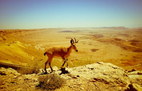 Top 10 Things To Do In The Negev Desert