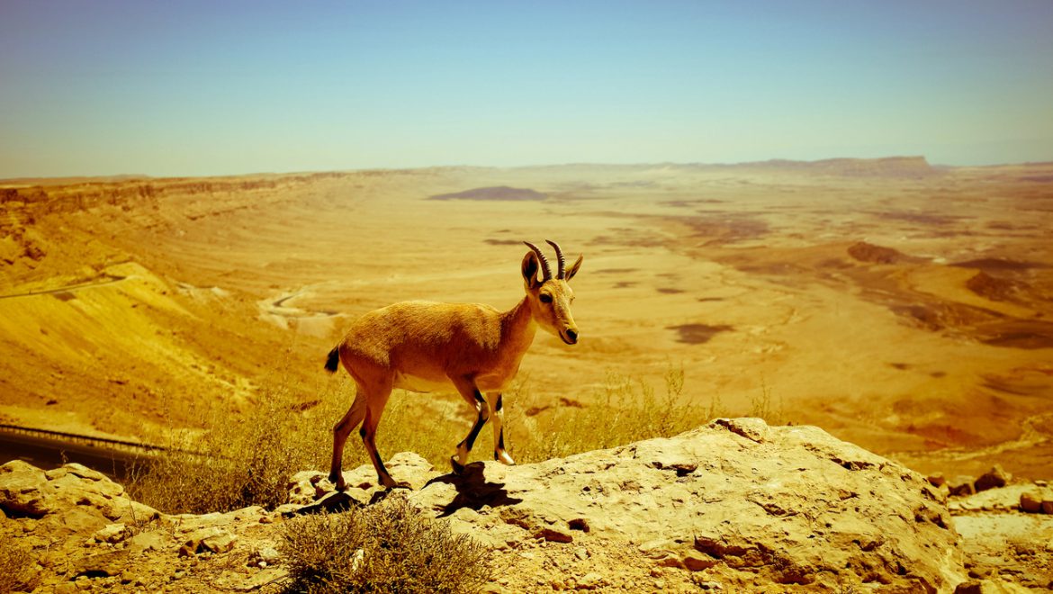 Top 10 Things To Do In The Negev Desert